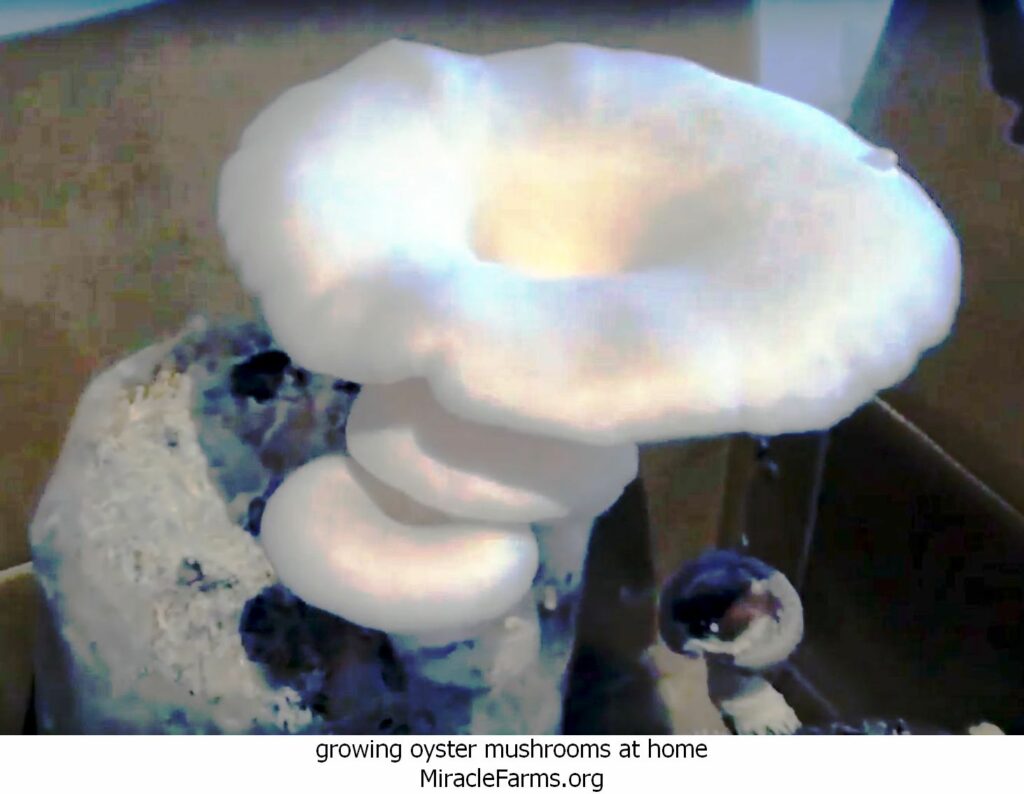 growing oyster mushrooms at home enormousoystermushroom liquid culture syringe