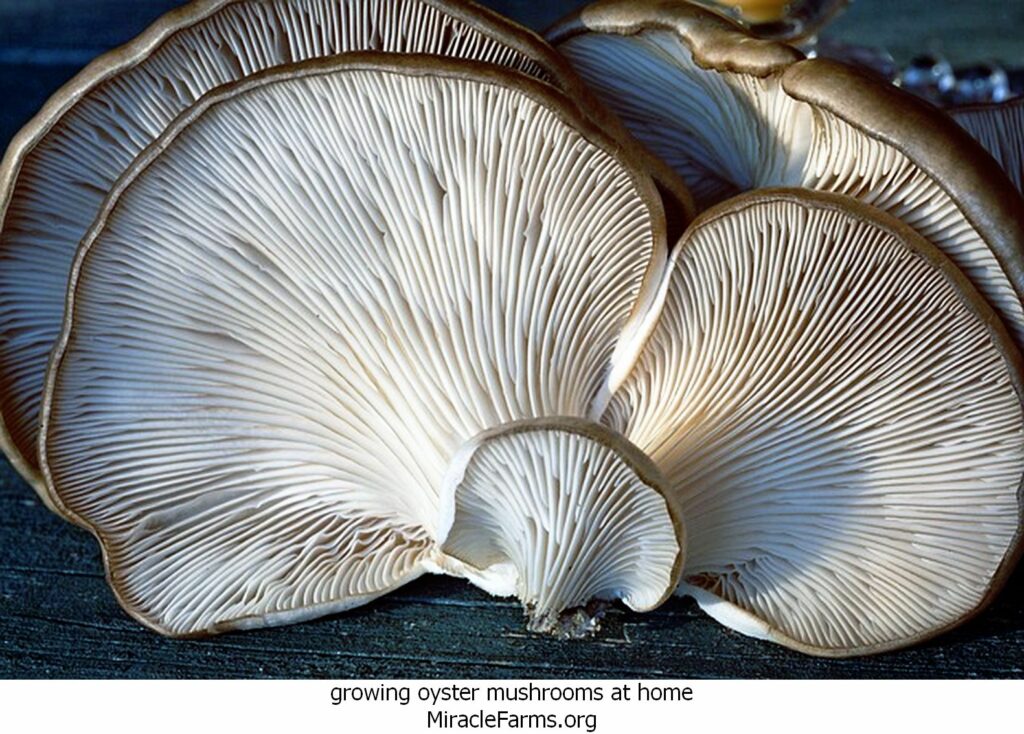 growing oyster mushrooms at home fungi liquid culture syringe