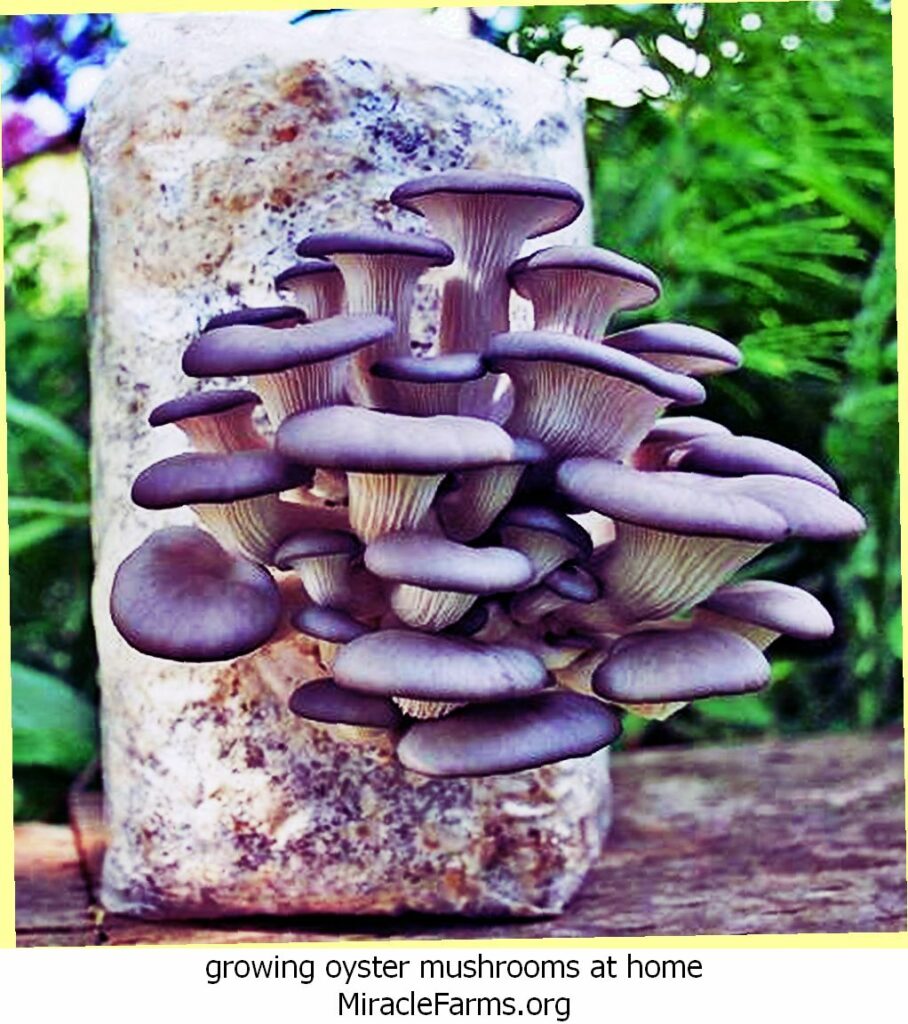 growing oyster mushrooms at home grow your own oyster mushrooms with this all in one kit thumb liquid culture syringe
