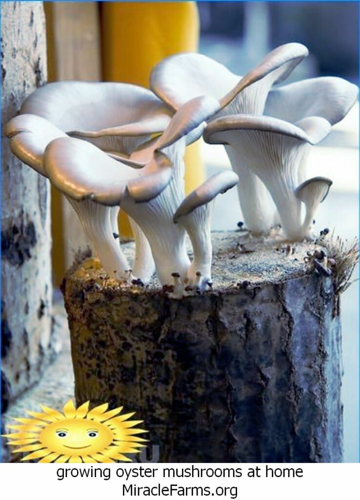 growing oyster mushrooms at home growing oyster mushrooms additional income on your liquid culture syringe