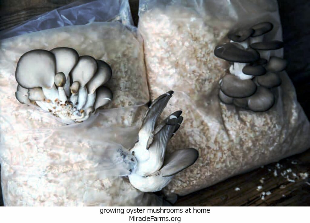 growing oyster mushrooms at home growing oyster mushrooms in sawdust at home x liquid culture syringe