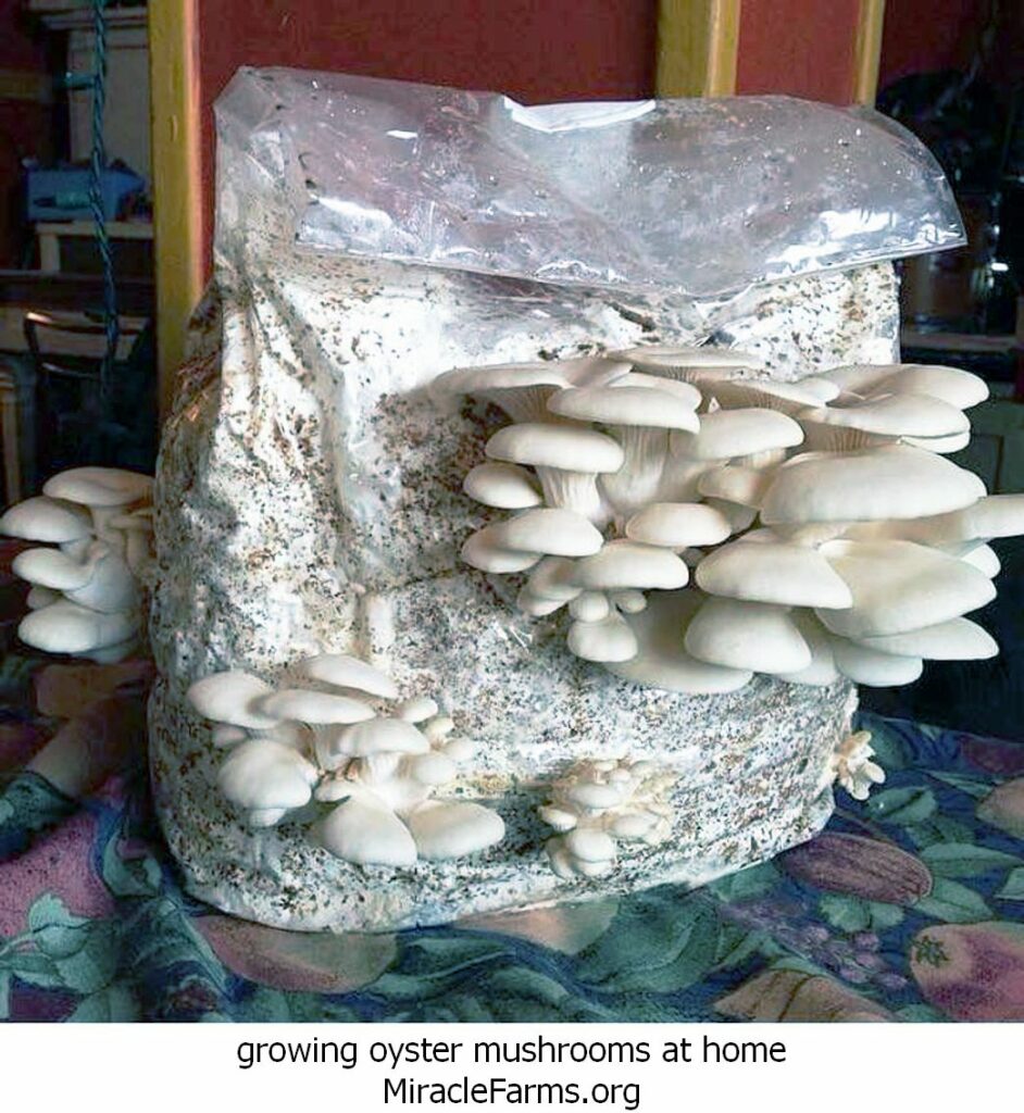 growing oyster mushrooms at home growing oyster mushrooms indoors awesome how to grow oyster mushrooms indoors all mushroom info of growing oyster mushrooms indoors liquid culture syringe