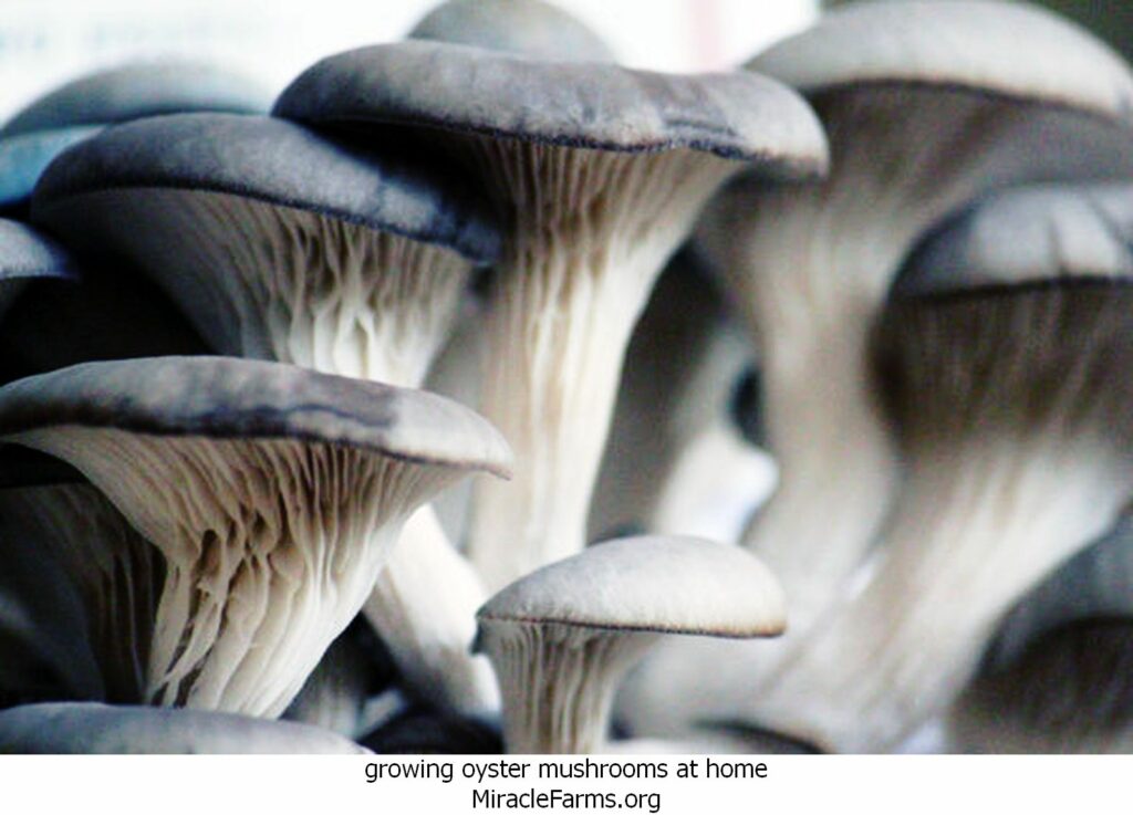 growing oyster mushrooms at home growing oyster mushrooms indoors inspirational growing oyster mushrooms the plete beginner s guide of growing oyster mushrooms indoors liquid culture syringe
