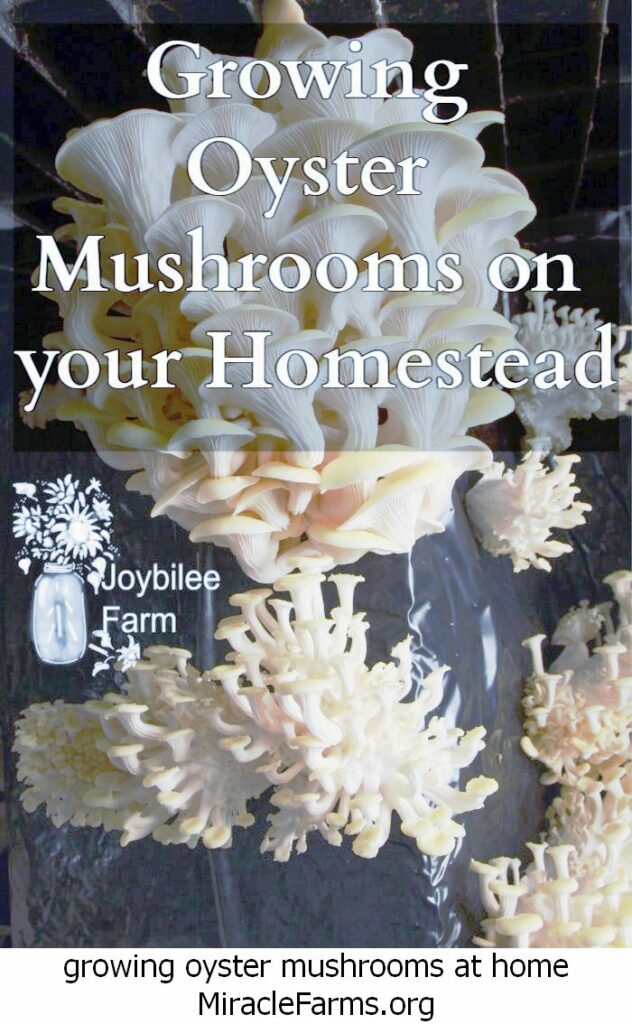 growing oyster mushrooms at home growing oyster mushrooms on your homestead liquid culture syringe