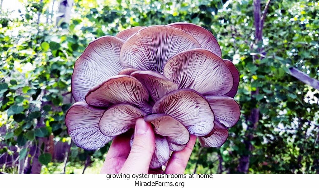 growing oyster mushrooms at home growing oyster mushrooms outside gills liquid culture syringe