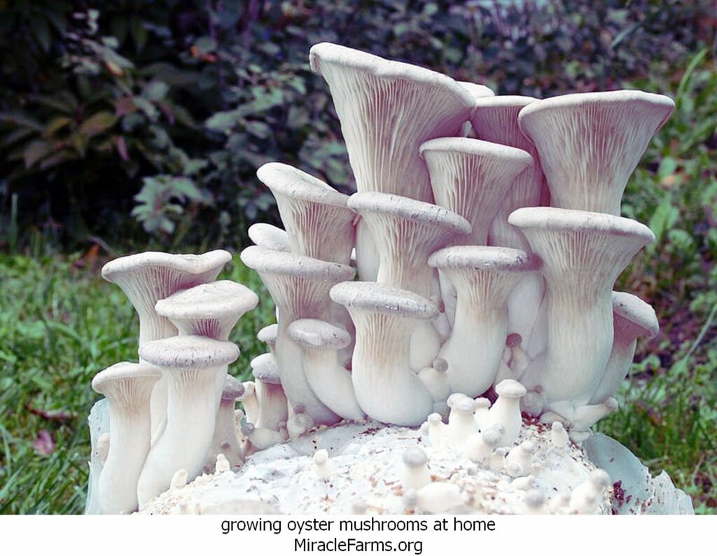 growing oyster mushrooms at home king oyster mushrooms unique growing mushrooms at home gardendrum of king oyster mushrooms liquid culture syringe