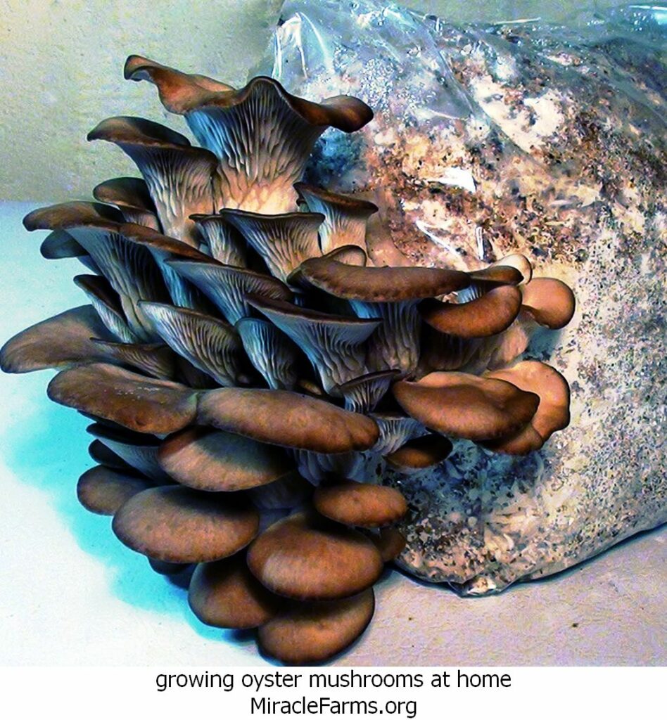 growing oyster mushrooms at home oyster kit liquid culture syringe