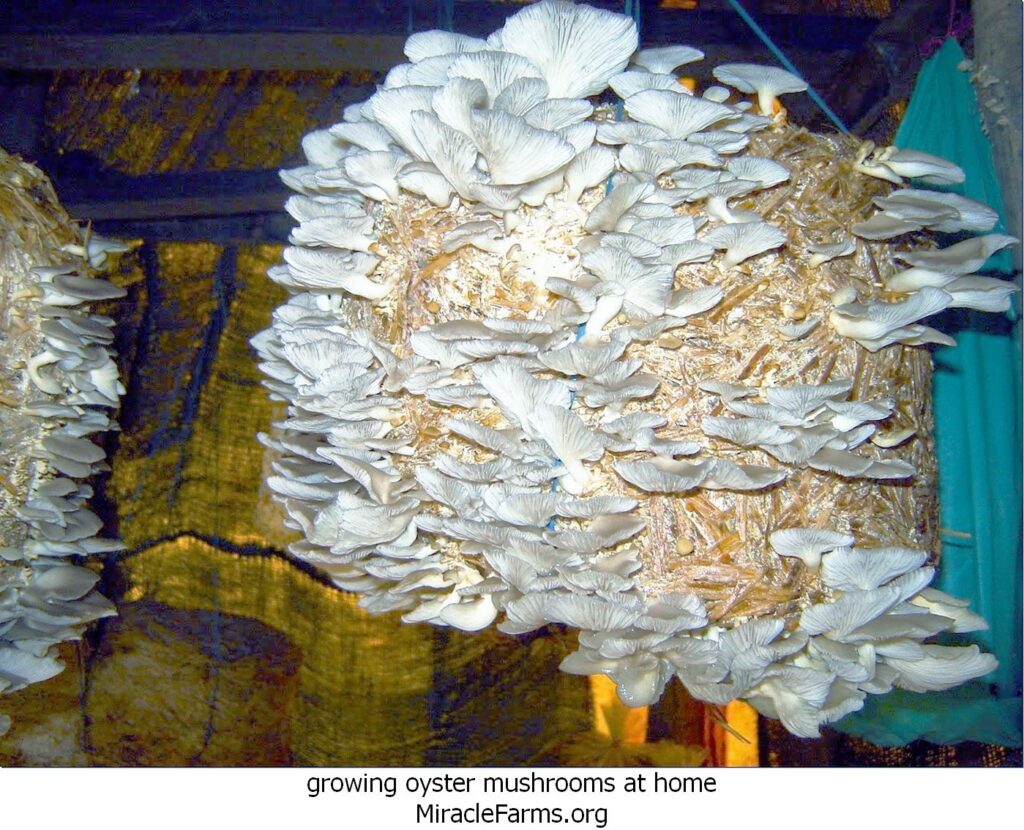 growing oyster mushrooms at home oyster mushroom cultivation liquid culture syringe