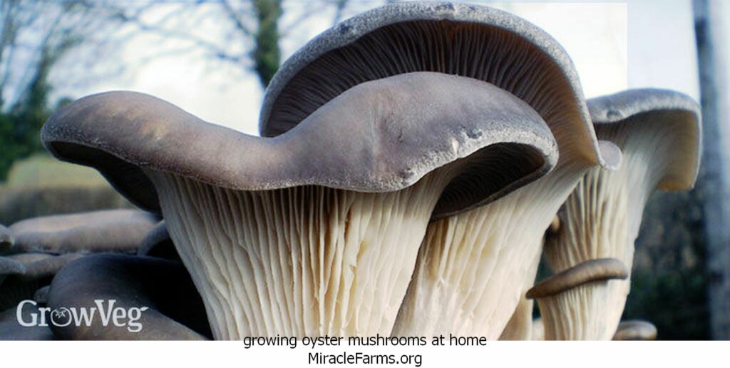 growing oyster mushrooms at home oyster mushrooms x liquid culture syringe