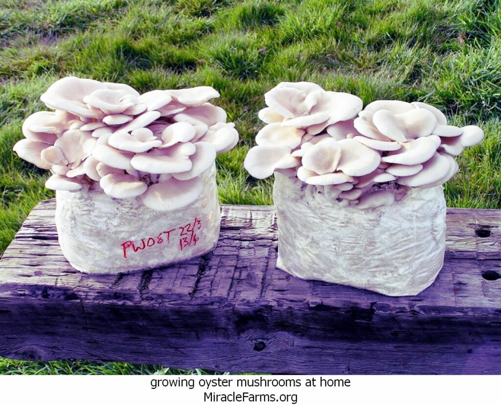 growing oyster mushrooms at home pearl oyster blocks e liquid culture syringe