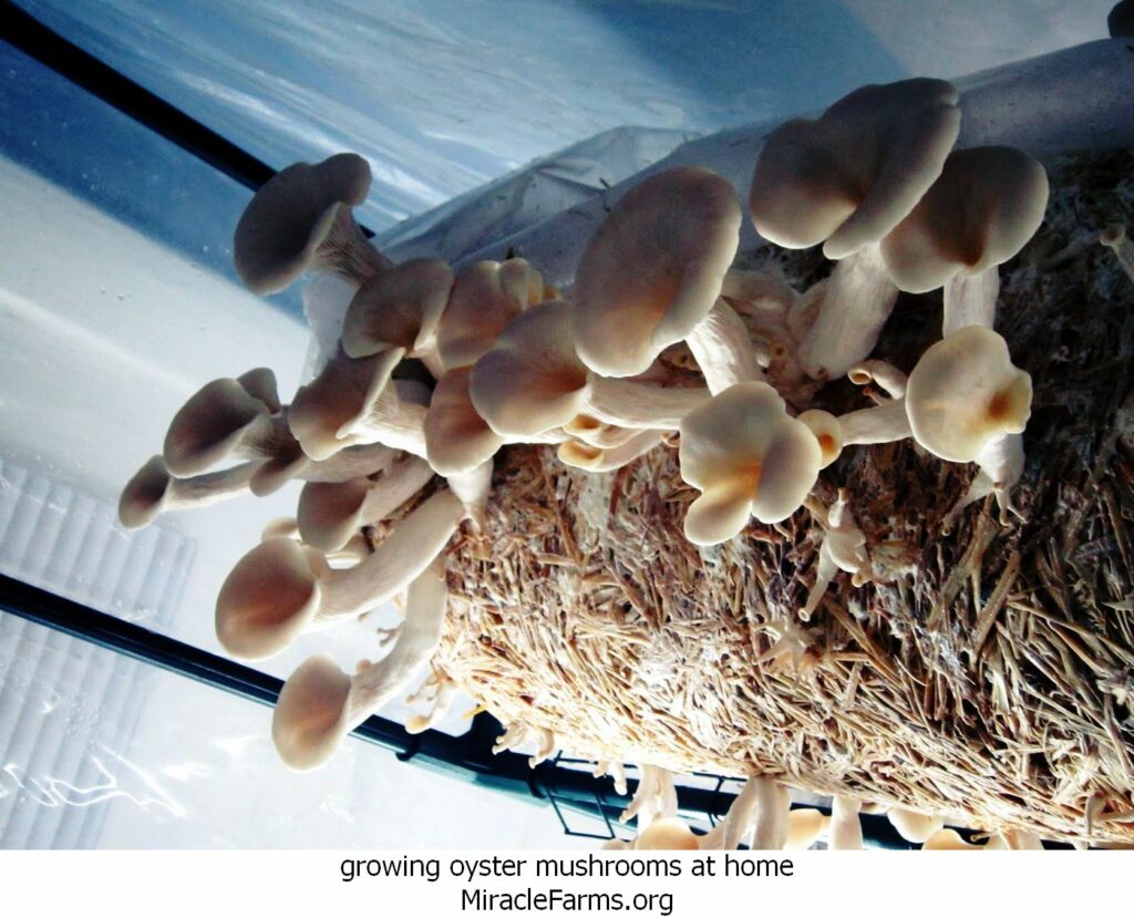 growing oyster mushrooms at home post liquid culture syringe