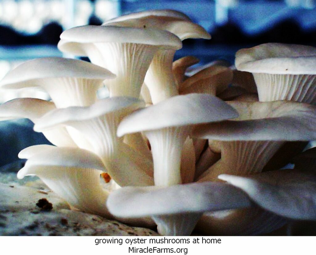 growing oyster mushrooms at home shroomsBlueOyster liquid culture syringe