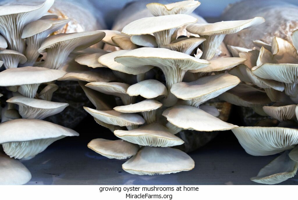 growing oyster mushrooms at home shutterstock liquid culture syringe
