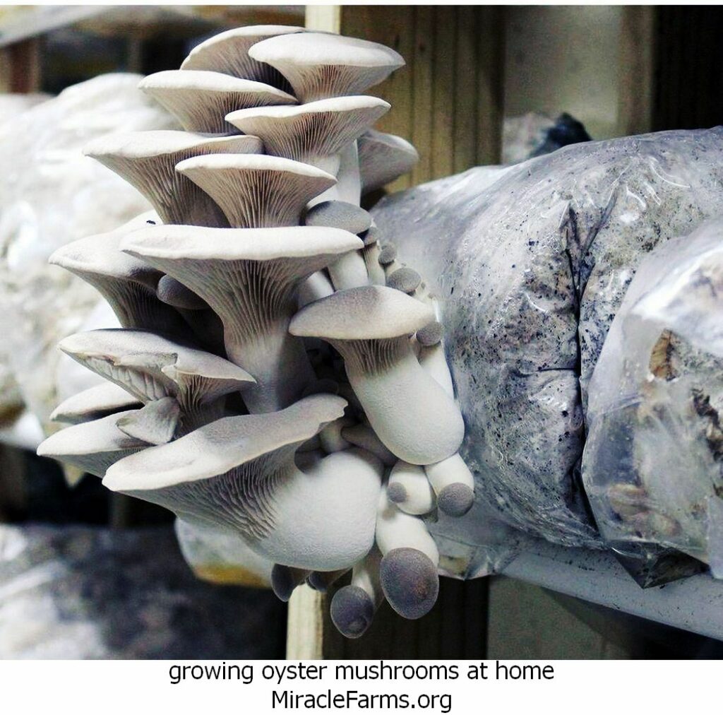 growing oyster mushrooms at home th idOIF HXAQQk WQylzxbrlCwcwpid liquid culture syringe