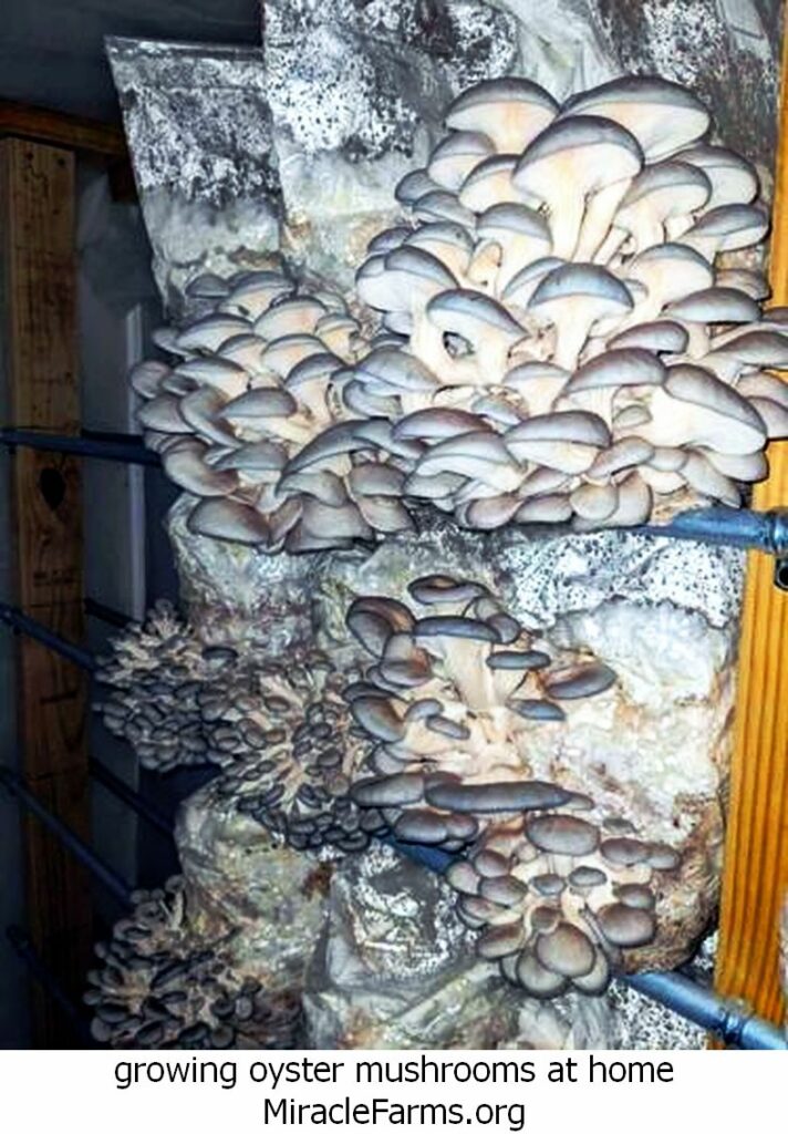 growing oyster mushrooms at home th idOIF XYMQiVTNuPzCoWlHkQpid liquid culture syringe