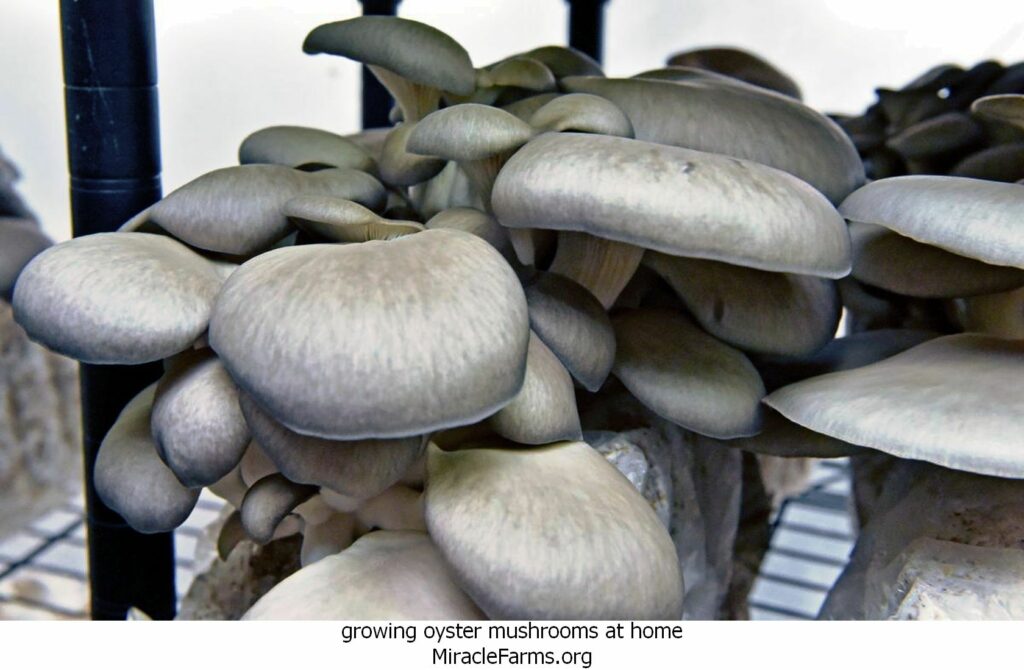 growing oyster mushrooms at home th idOIP WzGZVEapGGpCvAugHaEfpid liquid culture syringe