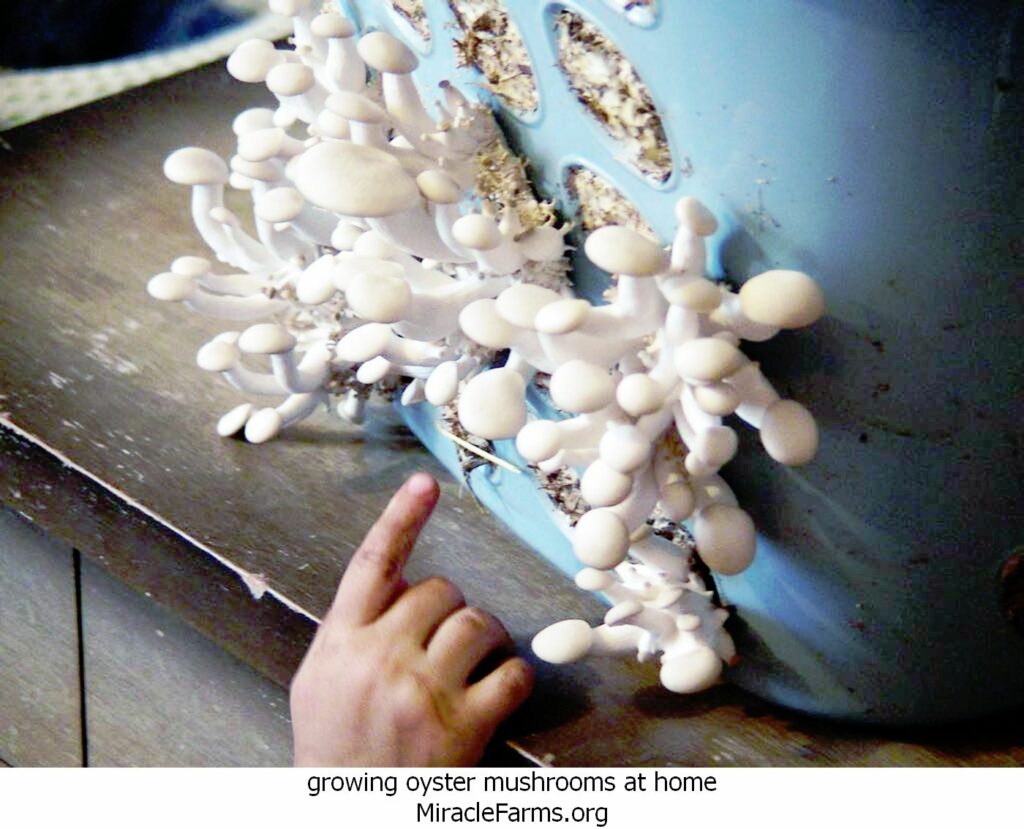 growing oyster mushrooms at home th idOIP OJlMyRN SIdJyAuxZ hAHaFjpid liquid culture syringe