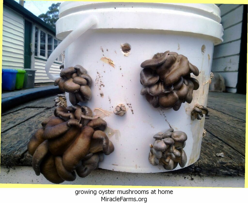 growing oyster mushrooms at home th idOIP YulLnuYmzppgvKWtvnFQHaFjpid liquid culture syringe