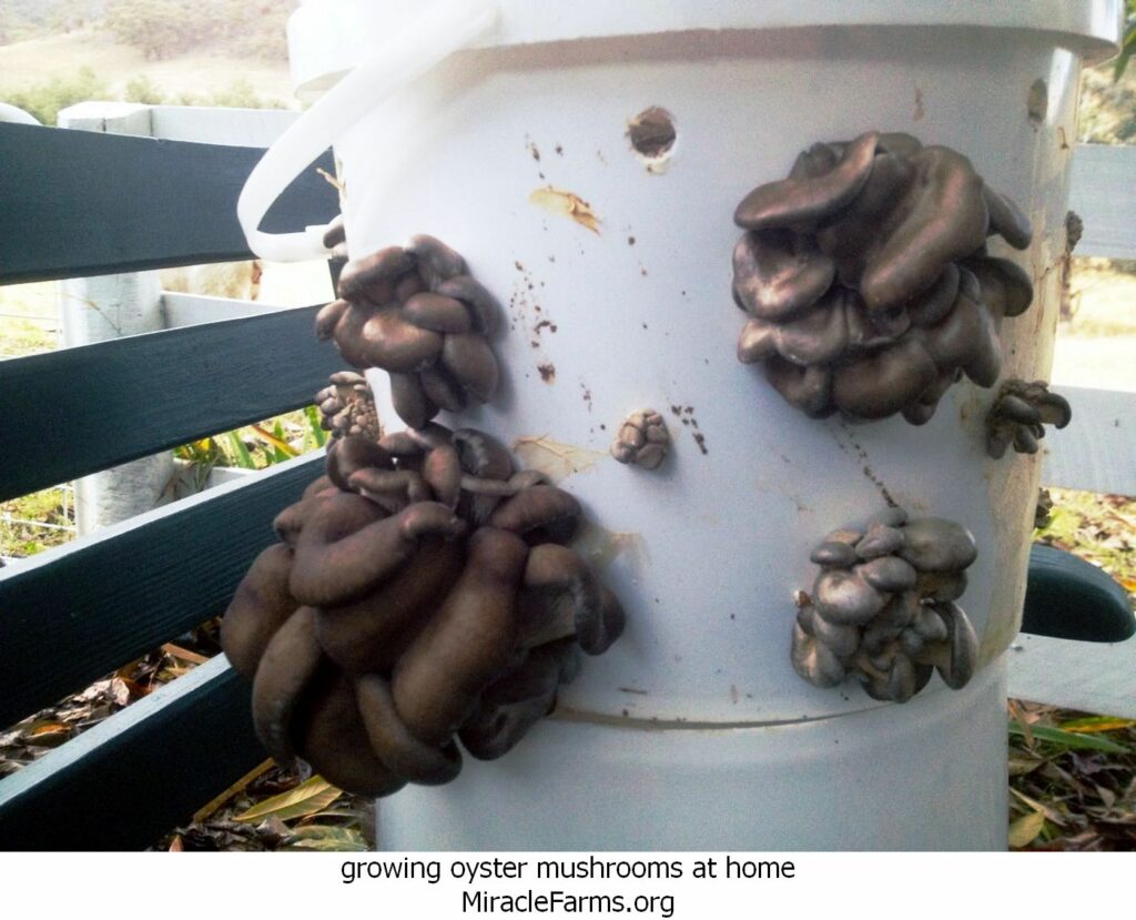 growing oyster mushrooms at home th idOIP pcSsPsDT ypfuelZgHaFjpid liquid culture syringe
