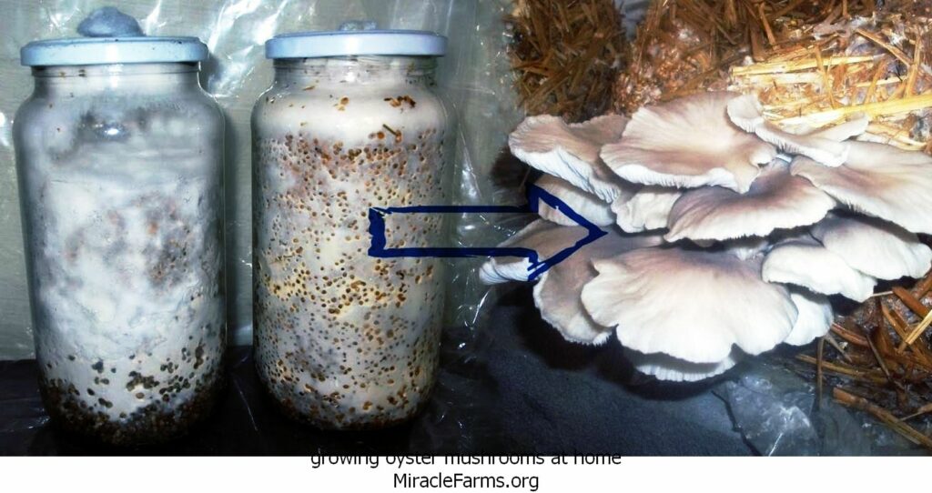 growing oyster mushrooms at home th idOIP sLceiwiOol Yt XRCfgHaDopid liquid culture syringe