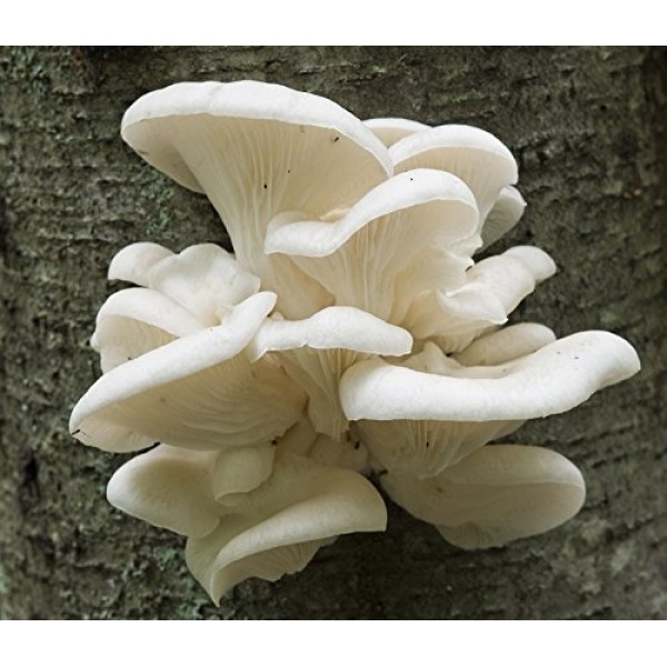 Pearl Summer White Oyster Mushroom