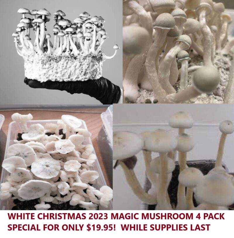 WHITE CHRISTMAS MAGIC MUSHROOM PACK SPECIAL FOR ONLY $ ! WHILE SUPPLIES LAST
