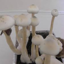 albino golden teacher mushroom spore syringe christmas specail
