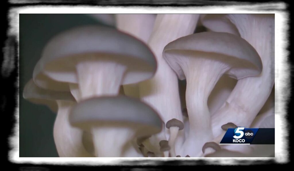 Strongest Magic Mushroom Species d ab b bab db image jpg cropxw