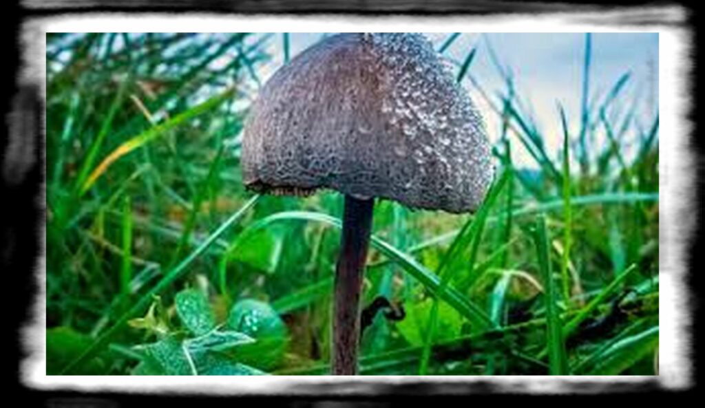 Strongest Magic Mushroom Species th gettyimages mushrooms