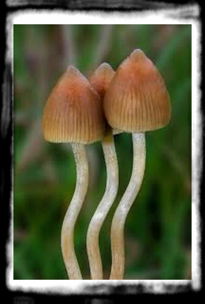 Strongest Magic Mushroom Species th px Psilocybe semilanceata