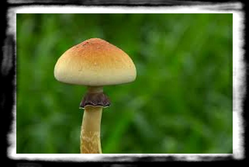 Strongest Magic Mushroom Species th bae c