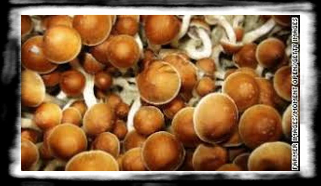 Strongest Magic Mushroom Species th cultivated mushrooms restricted medium plus