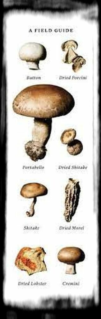 Strongest Magic Mushroom Species th eat jumbo