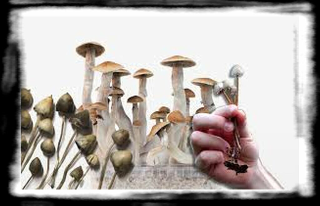 Strongest Magic Mushroom Species th varieties