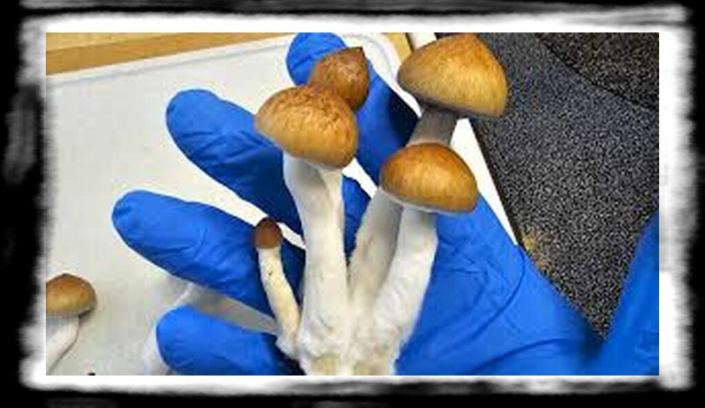 Strongest Magic Mushroom Species th mushroom harvesting