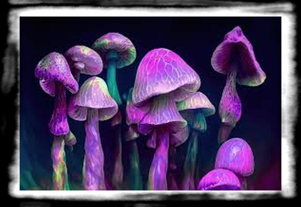 Strongest Magic Mushroom Species th ART ListArtboard