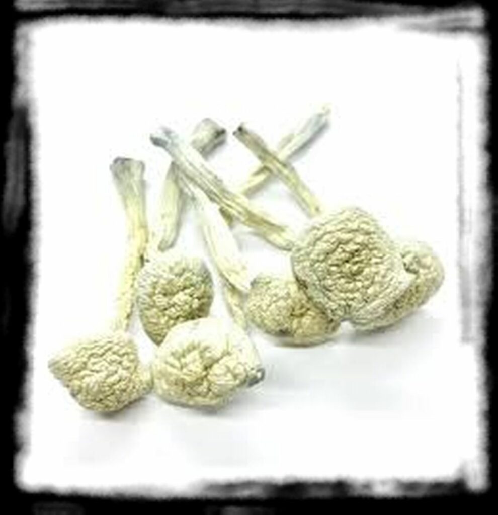 Strongest Magic Mushroom Species th Albino Zilla Magic Mushrooms x