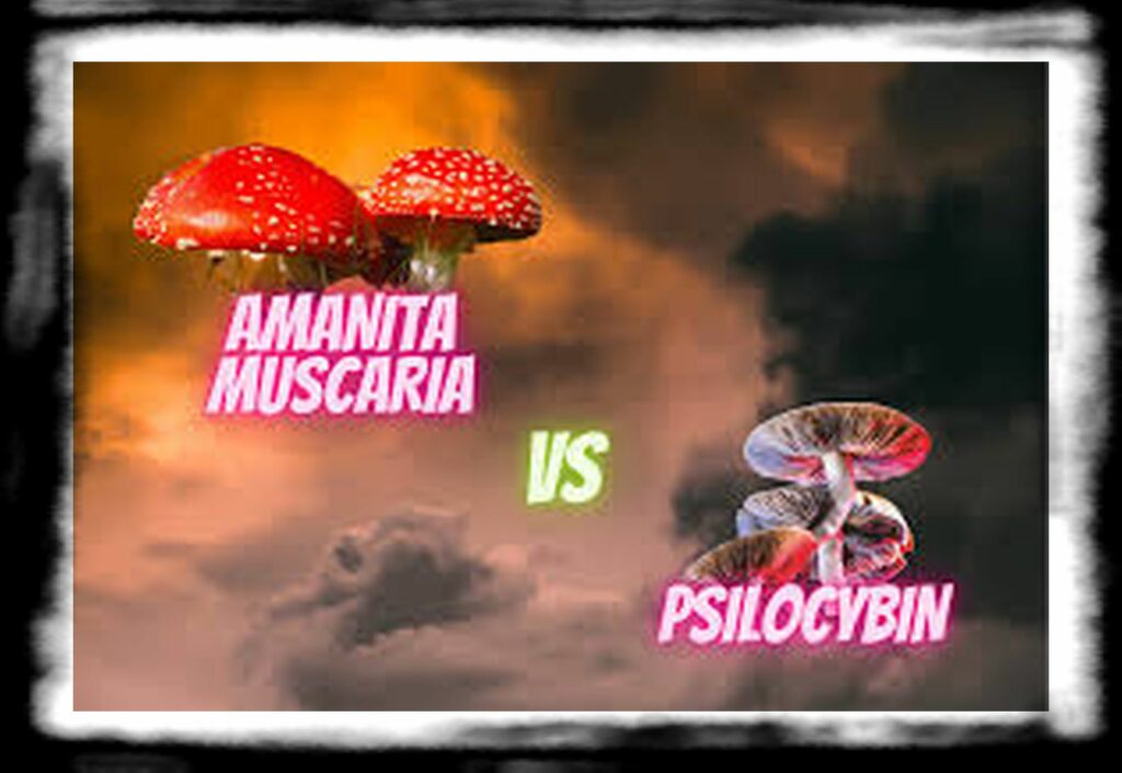 Strongest Magic Mushroom Species th Amanita Muscaria Featured