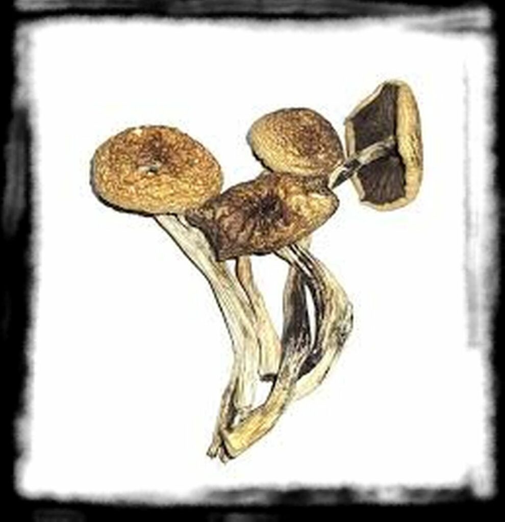 Strongest Magic Mushroom Species th B Cubensis