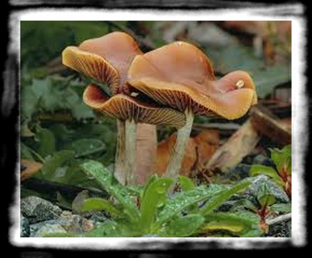 Strongest Magic Mushroom Species th DoubleBlind Beyond Psilocybe Cubensis Magic Mushroom Strains You Should Know About x