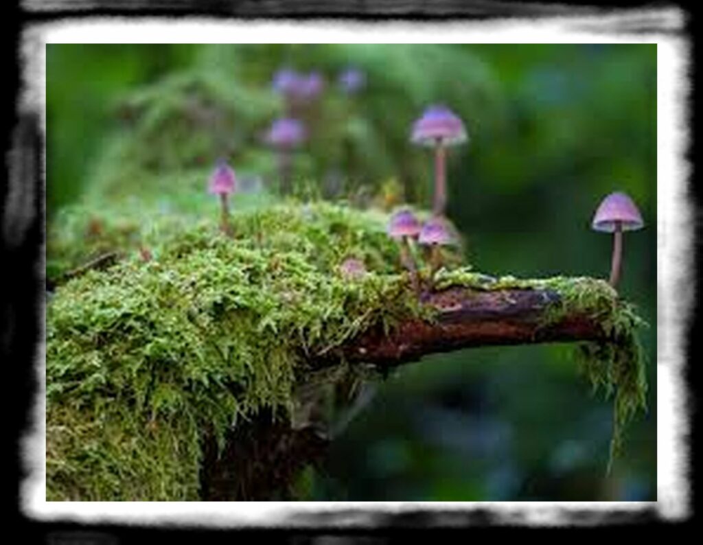 Strongest Magic Mushroom Species th How Long Do Mushrooms Stay in Your System x