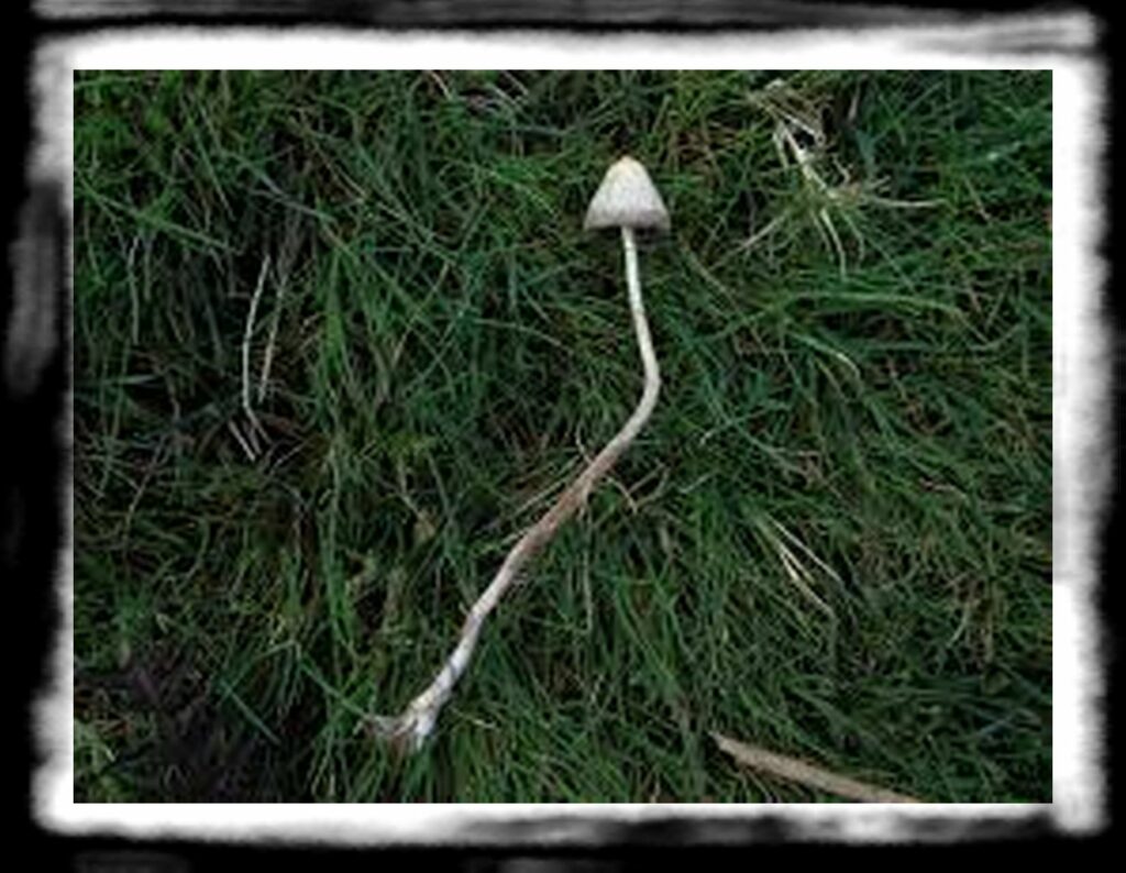 Strongest Magic Mushroom Species th Magics