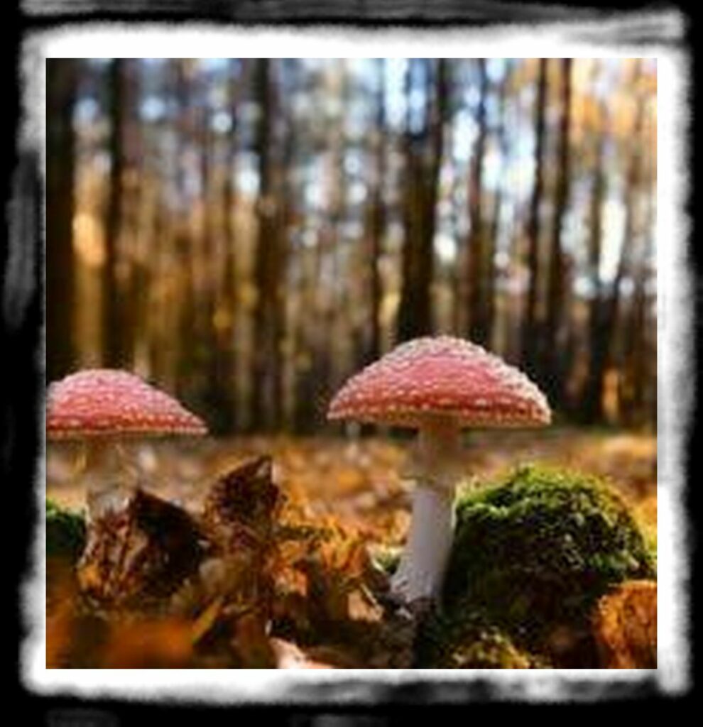 Strongest Magic Mushroom Species th Mushrooms x