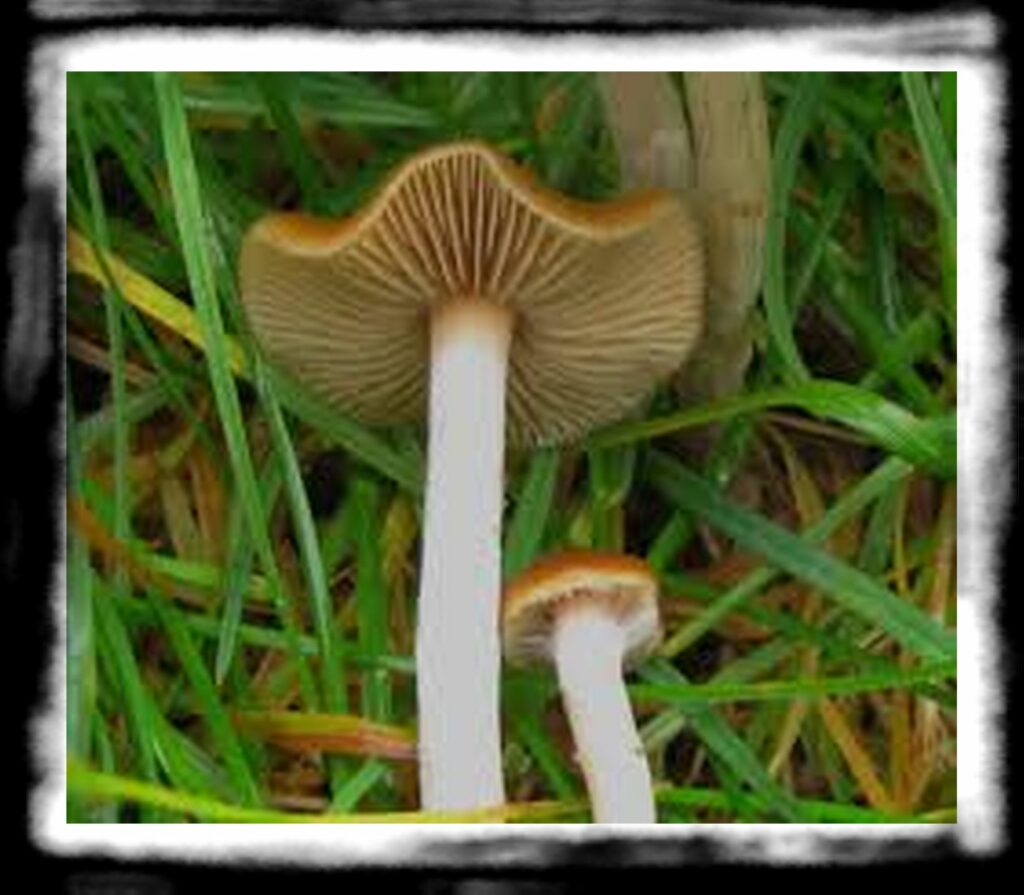 Strongest Magic Mushroom Species th P cyanescens detail