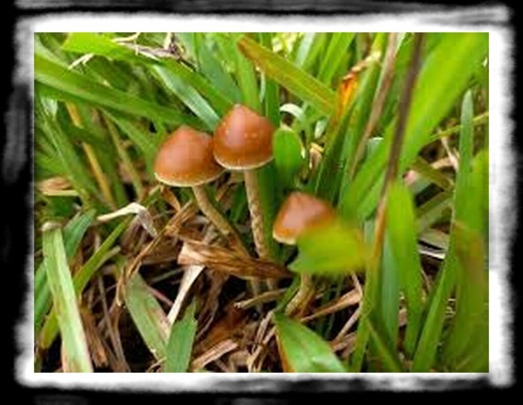 Strongest Magic Mushroom Species th Psilocybe Samuiensis