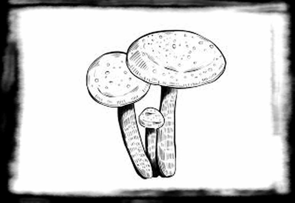 Strongest Magic Mushroom Species th Psilocybe azurescens x