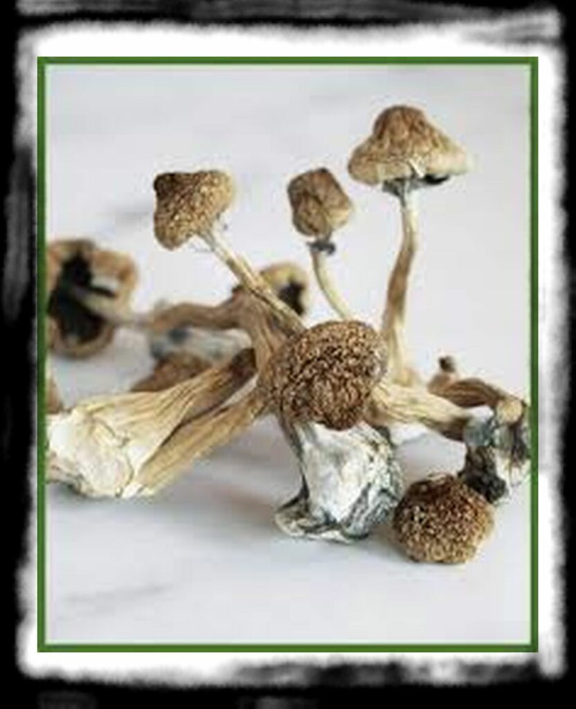 Strongest Magic Mushroom Species th Psilocybe cubensis x