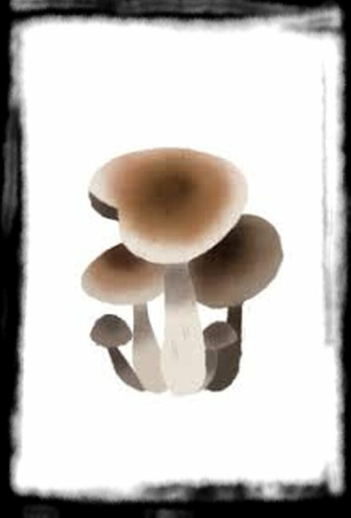 Strongest Magic Mushroom Species th Psilocybe cubensis Gold Caps x