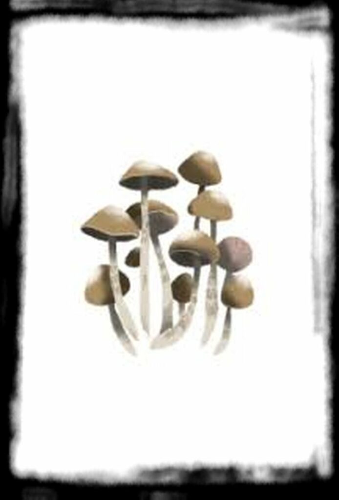 Strongest Magic Mushroom Species th Psilocybe zapotecorum x