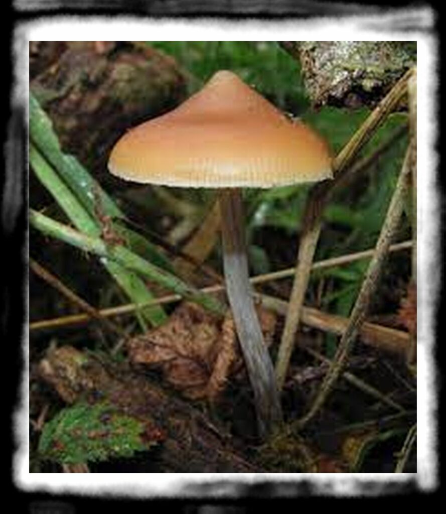 Strongest Magic Mushroom Species th Psilocybe azurescens